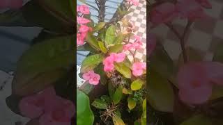 🥰Euphorbia milii shortvideo happinessgarden houseplants ♥️ [upl. by Anallij]