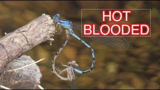 Damselflies Mating and Laying Eggs NARRATED [upl. by Elehcin]