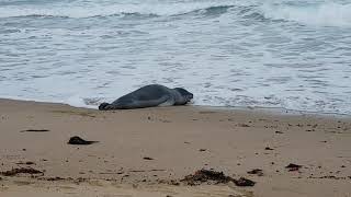 Leopard Seal returns to Ocean  Anglesea Victoria Australia  August 2020 [upl. by Kcirneh]