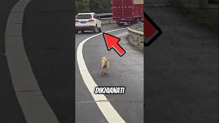 Anjing Kecil ini Dibuang oleh Majikannya Dijalan shortvideo trending viralvideo [upl. by Legra]