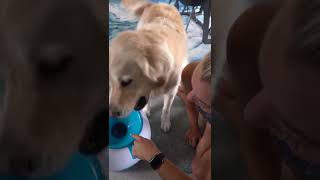 Golden Retriever learns how to use the automatic ball launcher [upl. by Ahsilrae]