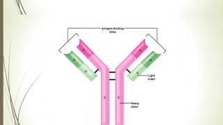 The Epigenetic Basis of Immunoglobulin ClassSwitch Recombination [upl. by Anahsahs]