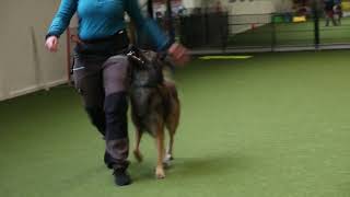 Hundehalle Vöhringen  Tervueren Obedience Unterordnung Fußlaufen Sequenz Filoux von Scathach 3 y [upl. by Nnarual]