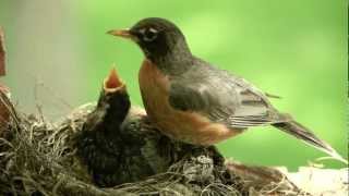 Mother bird feeding worms to cute baby Robin Canon 5D II [upl. by Yelnoc]