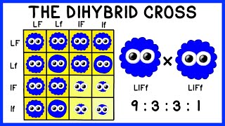 Mendelian Genetics The Dihybrid Cross [upl. by Niletac]