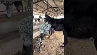 Wonderful Donkey Hoof Trimming Video shorts hoof [upl. by Eidroj]