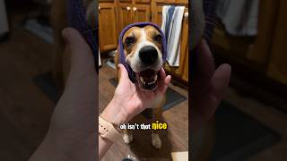 Failed thundershirt review Also I’m returning the happy hoodie dogcare doglove straydog [upl. by Adrienne332]