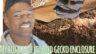 Creating an bioactive for my leopard gecko [upl. by Ttenneb]