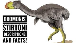 Dromornis stirtoni  Description and Facts [upl. by Crystal]