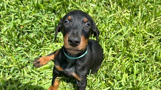 Puppy temperament test puppy viral pets foryou shorts dog doglover doberman trending [upl. by Nageek177]