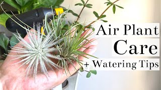 Air Plant Tillandsia Care  Watering Tips [upl. by Rimola336]