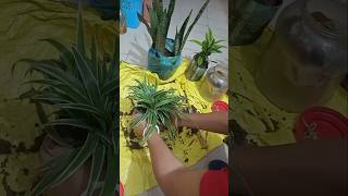 Creating a Green Haven with My Indoor Plant 🌿 youtubeshorts shortvideo indoreplants [upl. by Ainna865]