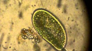 Paramecium digeriendo microalgas [upl. by Llehsram]