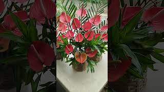 Anthurium fypシ゚ nature blessed enjoy anthurium flowers plants decoration beautiful relax [upl. by Hardy]