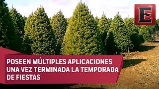 ¿Pinos naturales son un alivio para el medio ambiente [upl. by Nailil677]