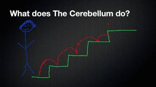 026 The Function of the Cerebellum [upl. by Trueman331]