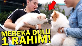 MEMPERTEMUKAN ANJING GW DENGAN SAUDARA KANDUNGNYA senang banget [upl. by Ralph]