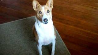 Basenji tricks [upl. by Freeman]