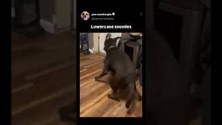 Cute Dogs 😎Funny Dogs😂 Smart Dogs😍  dogshort dogshorts funnydogs [upl. by Ayek]