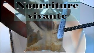 Comment nourrir ses poissons avec de la nourriture vivante  AQUATUTO [upl. by Arriaet]