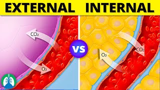 Internal vs External Respiration  Simple Explanation [upl. by Enaywd]