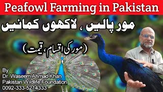 Peacock Farming in Pakistan  Biggest Peacock Farm in Pakistan  Farming Business in Pakistan [upl. by Asum585]