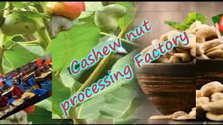 Cashew nut processing Factory [upl. by Neirod]