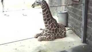 Baby Giraffe at Bronx Zoo [upl. by Kilan]