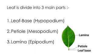 Leaf parts of leaf leaf base petiole lamina [upl. by Renner]