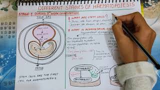 Haematoposiesis explained  PART1 Stem cells  Red and yellow bone marrow  medicologylectures [upl. by Rizzo205]