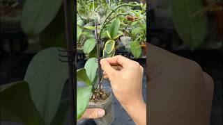 Grow orchids blooming brilliantly gardening [upl. by Doria]