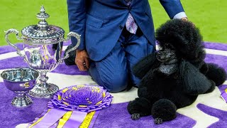 Miniature poodle named Sage wins Westminster Kennel Club dog show [upl. by Licastro336]