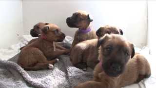 Irish Terrier Puppies  age 4 weeks [upl. by Jessey]