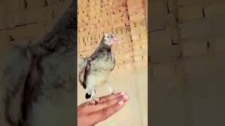 pigeon kabutar hat paana wala kabootar [upl. by Roseanne847]