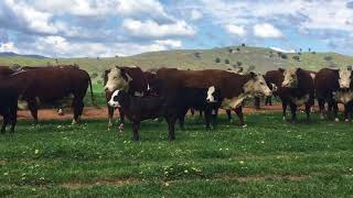 36x36 Eu Hereford cows with Angus cross calves at foot [upl. by Bethel]