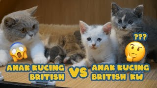 ANAK KUCING BRITISH VS ANAK KUCING BRITISH KW [upl. by Esoj]