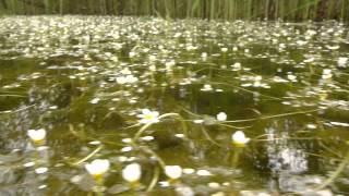 Ranunculus aquatilis [upl. by Bensen922]