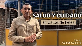 Salud Sanidad y Cuidado en la crianza de Gallos de Pelea  Galpón Ramírez Brothers [upl. by Ymmak]