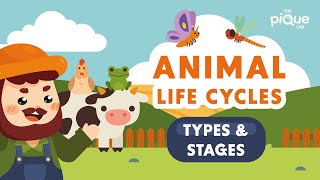 Animal Life Cycle Types and Stages  Primary School Science Animation [upl. by Ellened]