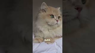 Scottish Fold vs British Shorthair Shorts [upl. by Eedyaj]