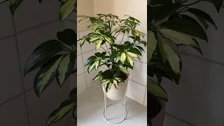 schefflera arboricola umbrellaplant indoorplants houseplants plantlover plantdecor plants [upl. by Nurse]