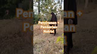 Penyiraman sekaligus Pemberian Nutrisi [upl. by Yarw]