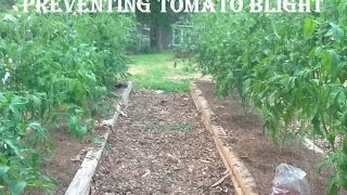 Organic Gardening Preventing and Treating Tomato Blight [upl. by Ennahtebazile705]