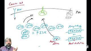 PI3KAkt pathway  part 4 PI3K in cancer [upl. by Rufus]