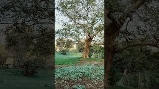 Platanus Orientalis L About 400 years old [upl. by Votaw]