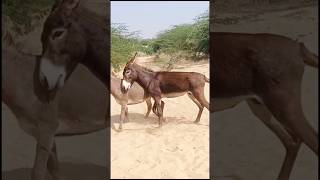 funny donkey video shorts animals youtubeshorts [upl. by Ecital737]