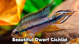 APISTOGRAMMA AGASSIZII  DWARF CICHLID [upl. by Labaw]