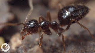 Winter is Coming For These Argentine Ant Invaders  Deep Look [upl. by Beau]