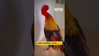 Xám Mồng Vua 3kg1👑👑 Hàng Đấu C1 chicken đềxuất mientay [upl. by Currey]