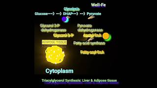 Synthesis of Triacylglycerol Fat Metabolism Made Easy [upl. by Mulligan]